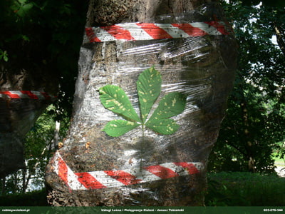 SZROTOWEK KASZTANOWCOWIACZEK 